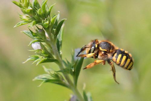 Anthidium manicatum